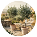 Olive Trees
