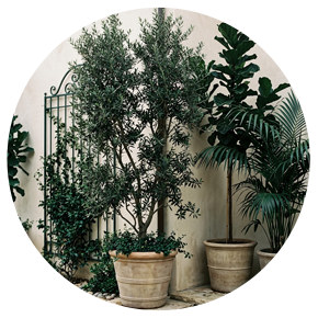 Outdoor Tall Plants - Plantsworld.ae