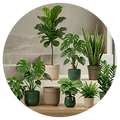 Plant Combos & Bundles