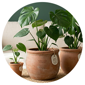 Clay & Cement Planters