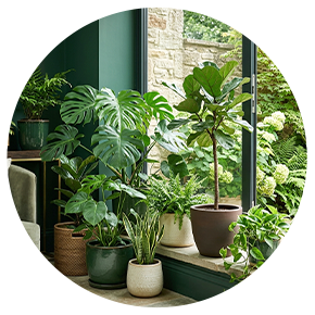 Indoor & Outdoor Plants - Plantsworld.ae