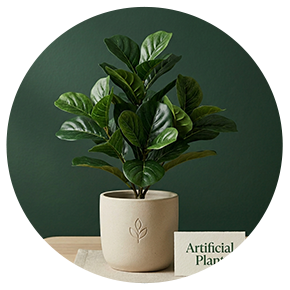 aglaonema cory Chinese Evergreen - Aglaonema Cory
