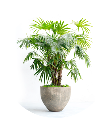 Evergreen Artificial & Faux Plants for Effortless Beauty