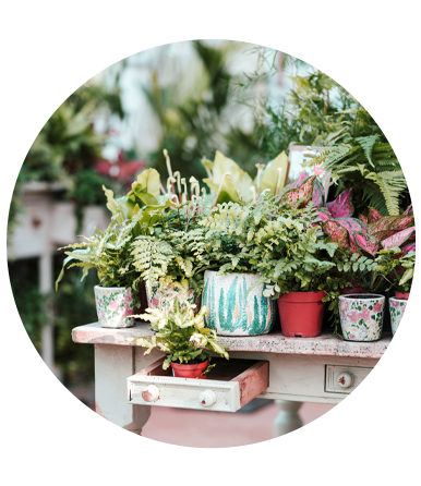 Best Selling Outdoor Plants