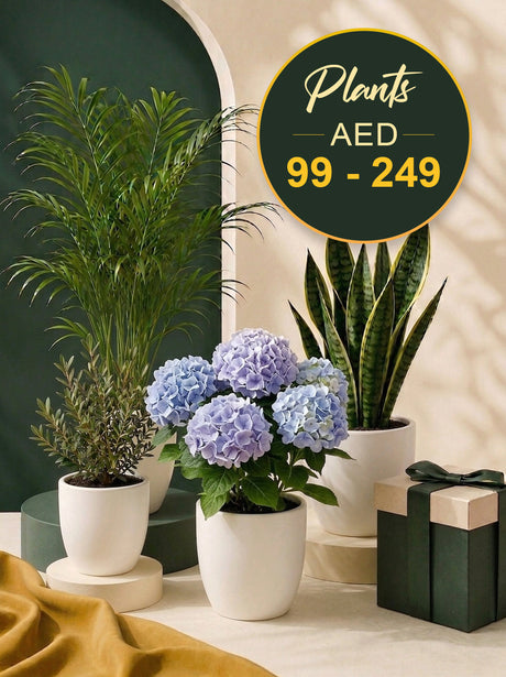Everyday Greenery