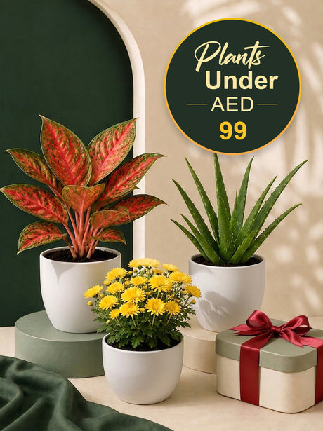 Affordable Greenery