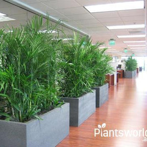 Office Plants