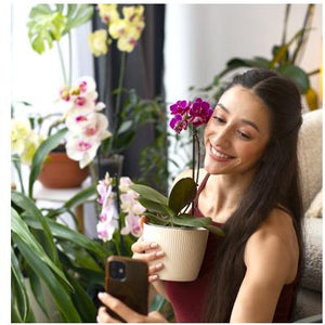 Flowering Plants