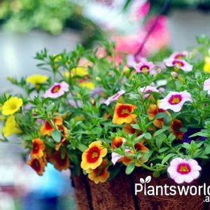 Outdoor Flowering Plant