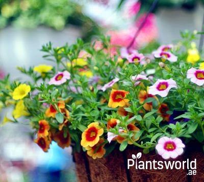 Outdoor Flowering Plants - Plantsworld.ae