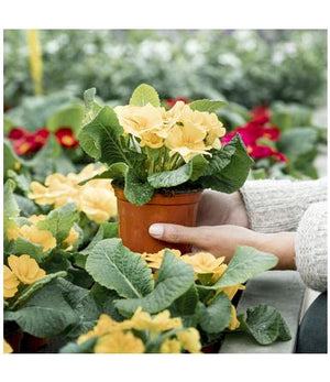 Outdoor Flowering Plant