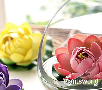 Office Flowering Plants - Plantsworld.ae