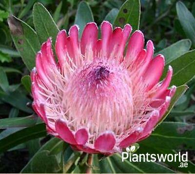 Plants World Special - Plantsworld.ae