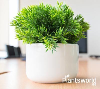 Office Tabletop Plants - Plantsworld.ae