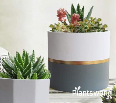 Plants With Pot - Plantsworld.ae