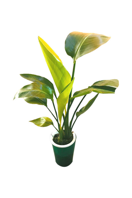 Giant White Bird Of Paradise - Strelitzia Nicolai - Indoor Plant