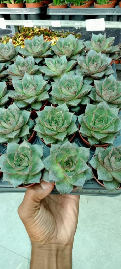 Mini Succulents Combo - Indoor Plant (Set of 9)