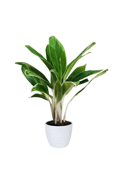 Aglaonema White Lime