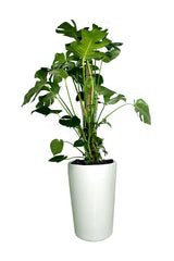 Monstera Pertusum – hohe Topfpflanze von Swiss Cheese-Office