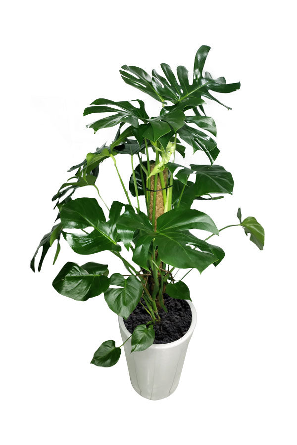 Monstera Pertusum – hohe Topfpflanze von Swiss Cheese-Office