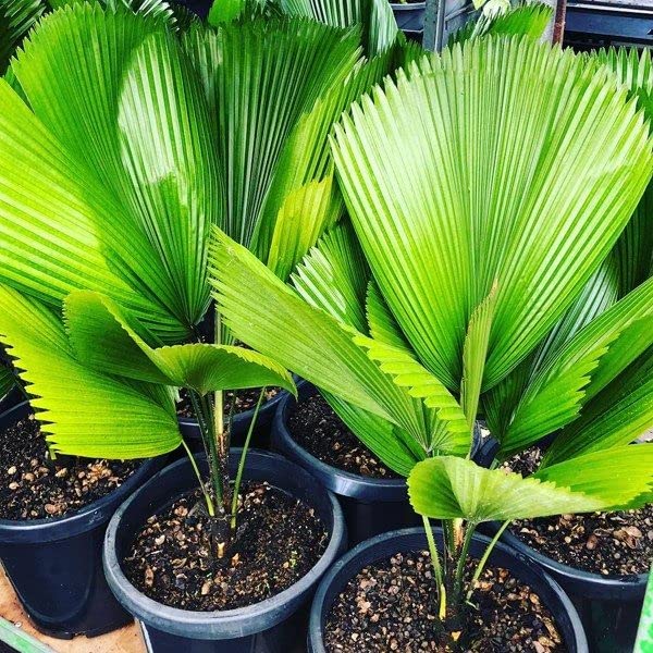 Gekräuselte Latanpalme-Licuala Grandis-Palmenpflanze
