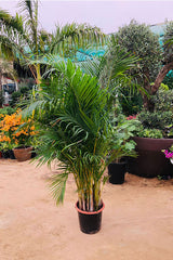 Areca Outdoor - Dypsis Lutescens - Outdoor-Pflanze