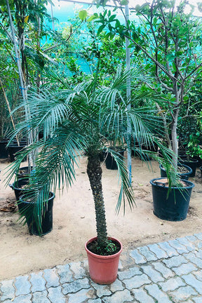 Phoenix Roebelenii – Pygmy Palm Tree – Compact and Elegant Indoor/Outdoor Palm for Home & Garden Décor | Plantsworld.ae