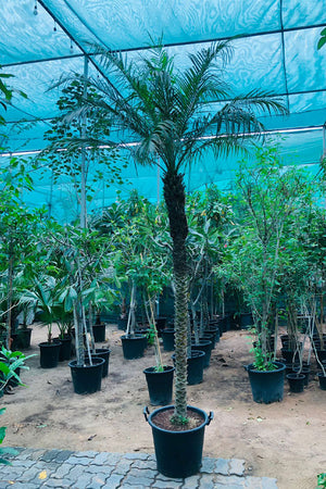 Phoenix Roebelenii - Outdoor Pygmy Palm - Plantsworld.ae