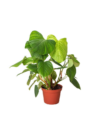 Fuzzy Petiole Philodendron - Philodendron Verrucosum - Plantsworld.ae