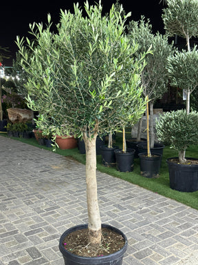 Olea Europa Olive Tree - Trunk Caliper 15-20cm - Buy Online at PlantsWorld.ae