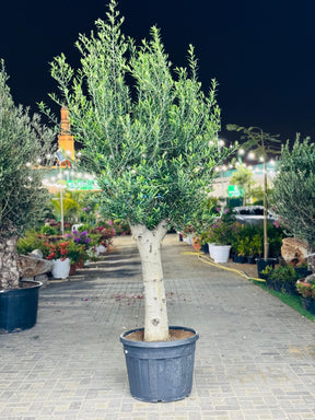 Olea Europa Olive Tree - Trunk Caliper 50-60cm - Premium Olive Tree for Sale at PlantsWorld.ae