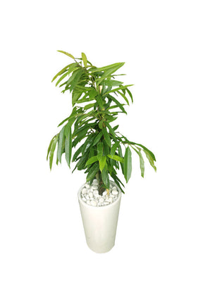 Ficus Amstel King (Ficus Alii) tall indoor office plant in designer pot – Dubai plant hire – Plantsworld.ae