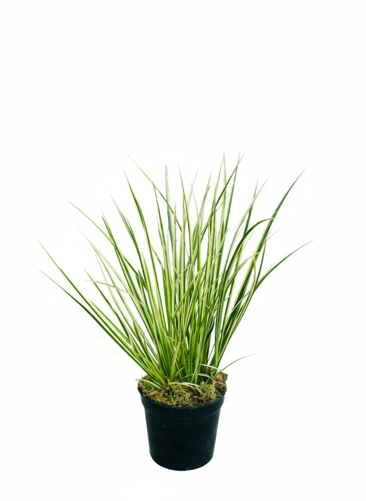 Acorus Gramineus Variegata