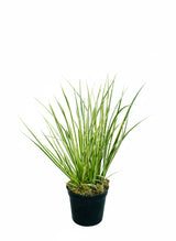 Acorus Gramineus Variegata