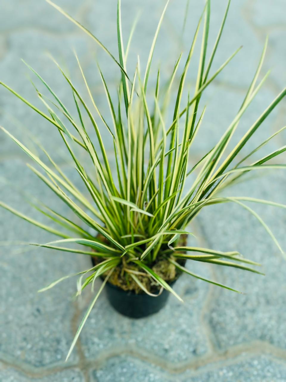 Acorus Gramineus Variegata