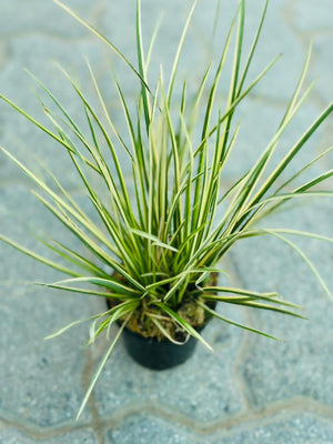 Japanese Sweet Flag - Acorus Gramineus 'Variegatus' - Plantsworld.ae