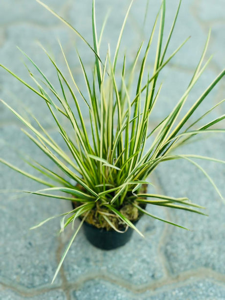 Acorus Gramineus Variegata
