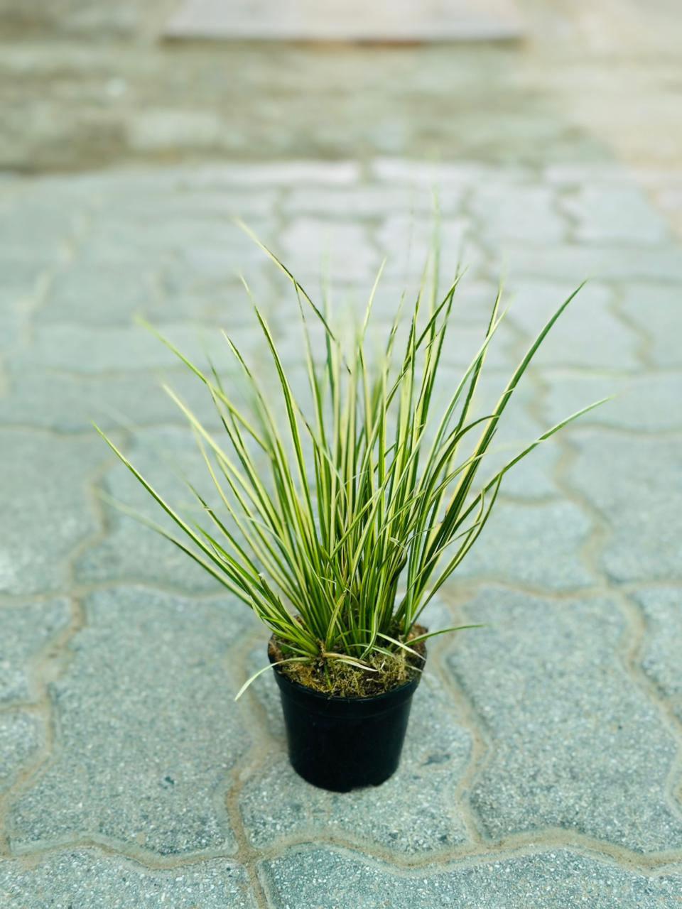 Acorus Gramineus Variegata