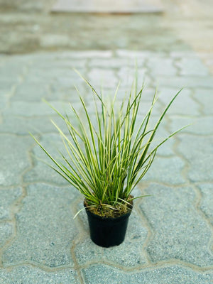 Japanese Sweet Flag - Acorus Gramineus 'Variegatus' - Plantsworld.ae