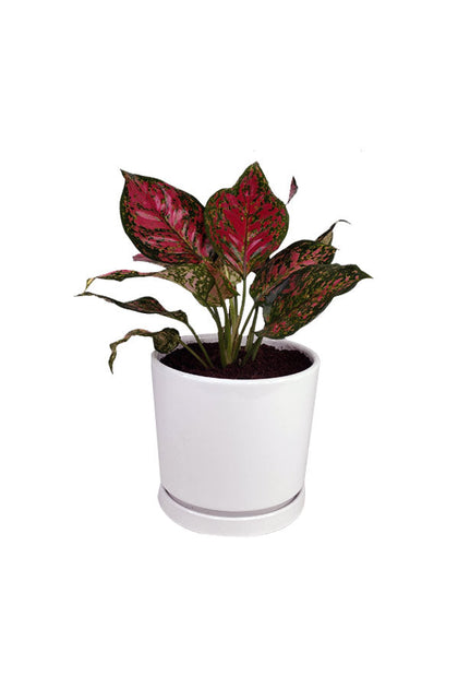 Aglaonema Star-Spotted Star-Indoor Plant