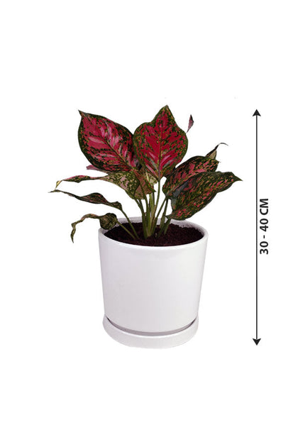 Aglaonema Star-Spotted Star-Indoor Plant