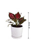 Aglaonema Star-Spotted Star-Indoor Plant Exchange