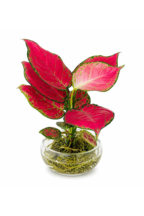 Aglaonema 'Pinkie' - Aglaonema Commutatum