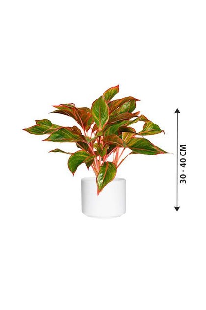 Aglaonema Red - Air Purifying Plant - Aglaonema Red - Air Purifying Plant - Plantsworld.ae