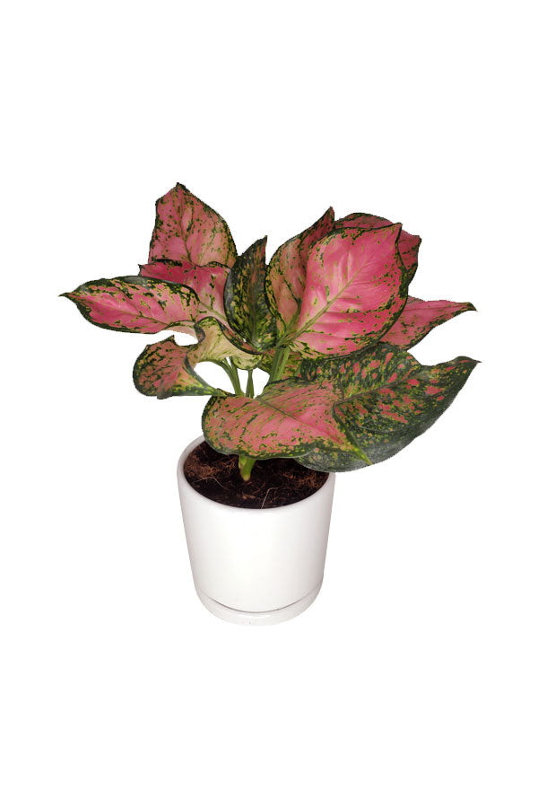 Aglaonema Pinkie With Ceramic Pot-Indoor Air Purifying Plant