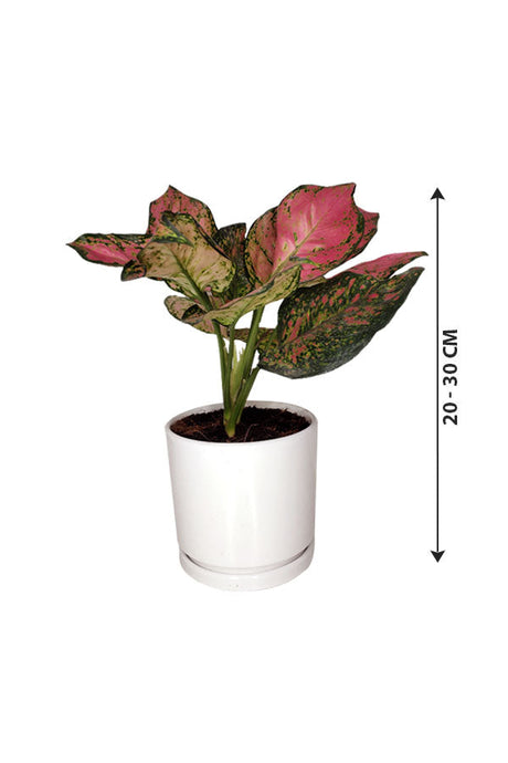 Aglaonema Pinkie mit Keramiktopf – Luftreinigungspflanze für den Innenbereich