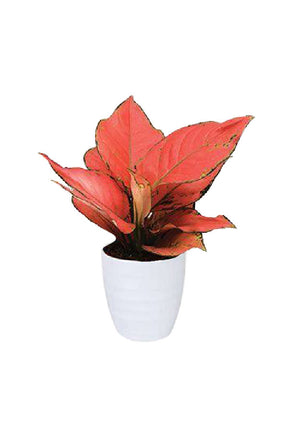 Aglaonema Ruby – Aglaonema commutatum with striking red and green foliage in decorative indoor pot