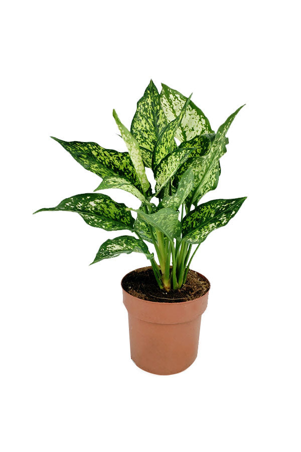 Aglaonema-Seide mit Keramiktopf