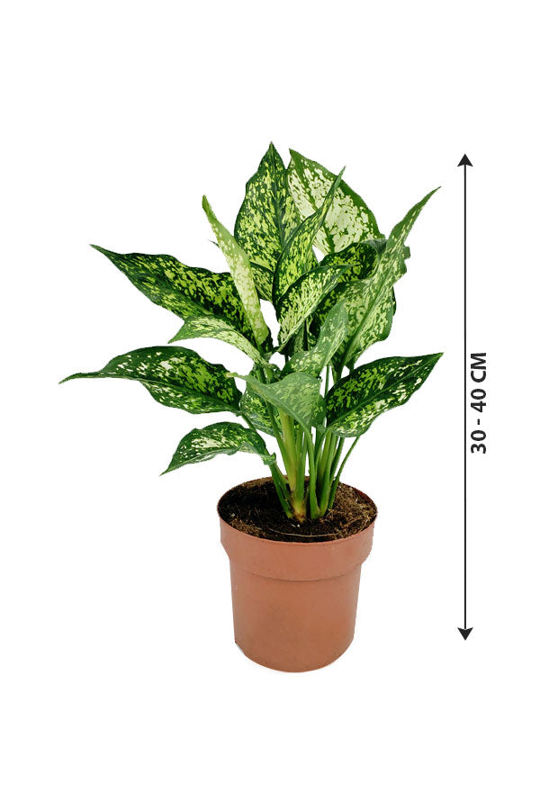 Aglaonema-Seide mit Keramiktopf