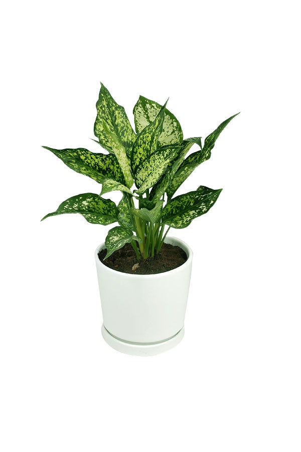 Aglaonema-Seide mit Keramiktopf